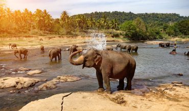 We Reviewed Elephant&rsquo;s Life